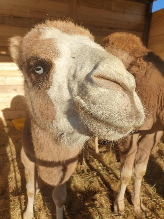 Ferme De Chiuni Villa Cargèse Dış mekan fotoğraf