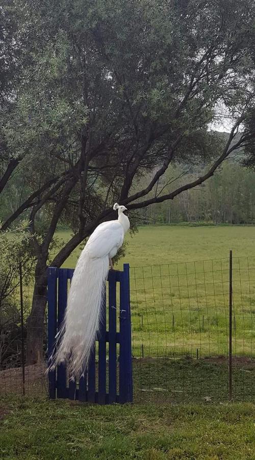 Ferme De Chiuni Villa Cargèse Dış mekan fotoğraf