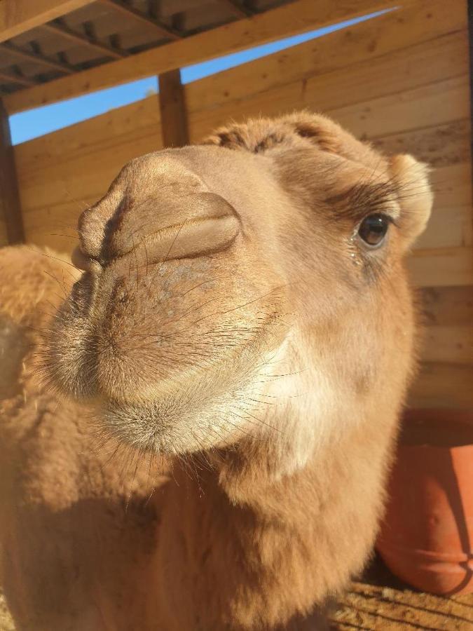 Ferme De Chiuni Villa Cargèse Dış mekan fotoğraf